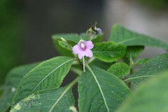 Impatiens talbotii